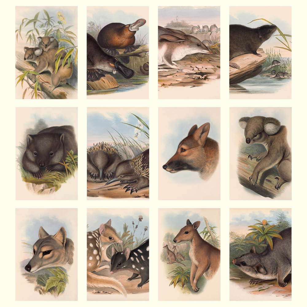 2027 Australian Animals John Gould - Desk Easel Calendar