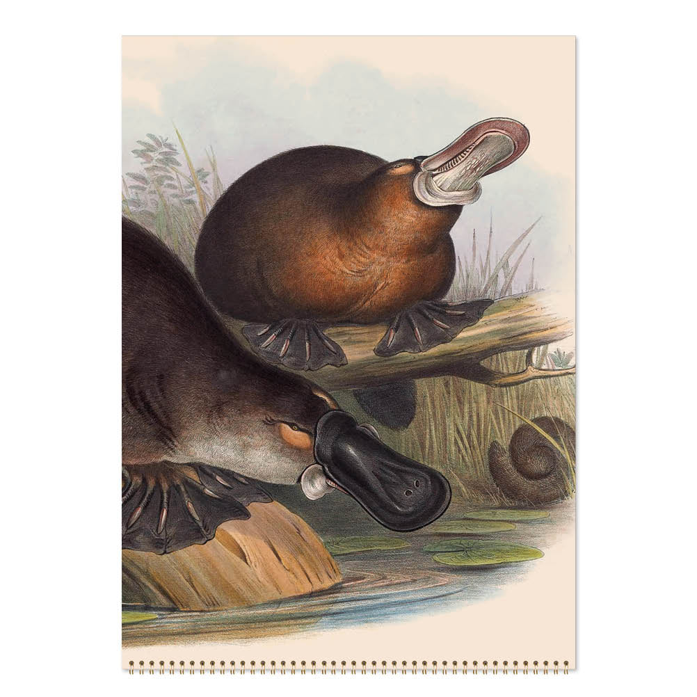2027 Australian Animals John Gould - Deluxe Wall Calendar