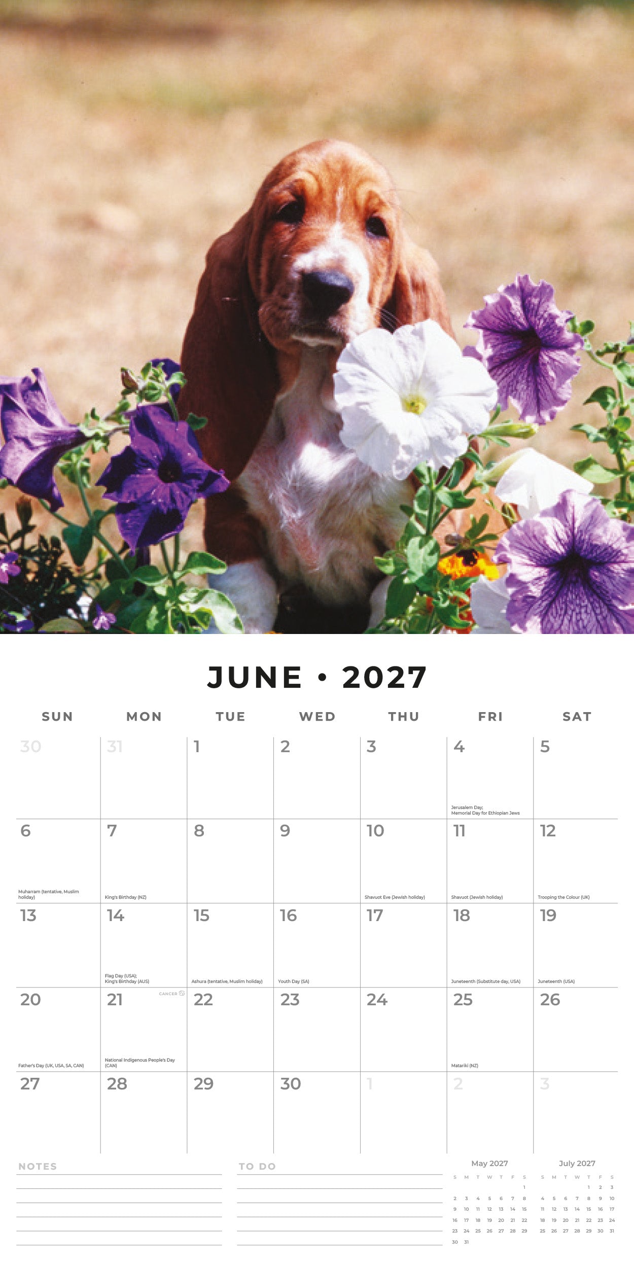 2027 Basset Hounds - Square Wall Calendar