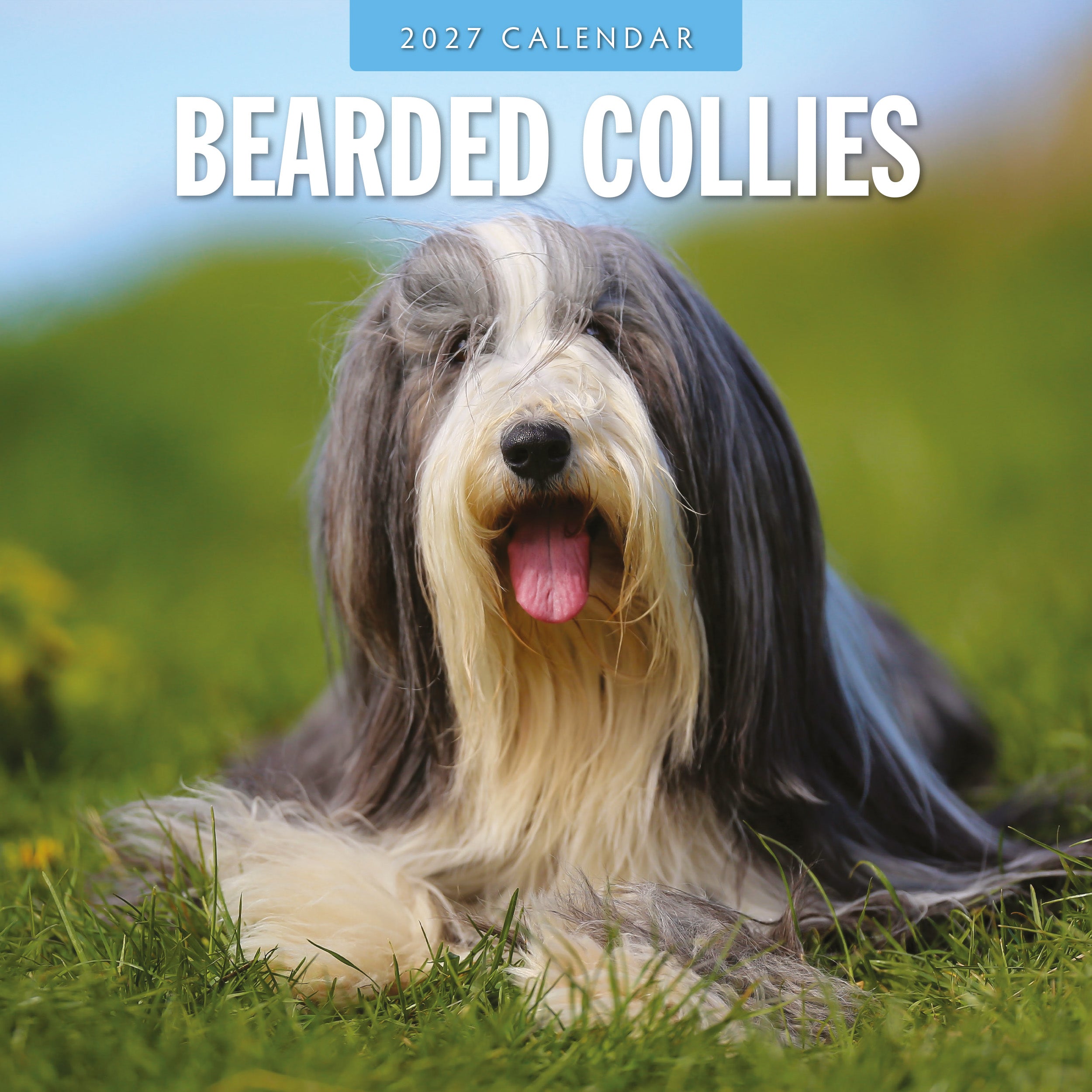 2027 Bearded Collies - Square Wall Calendar
