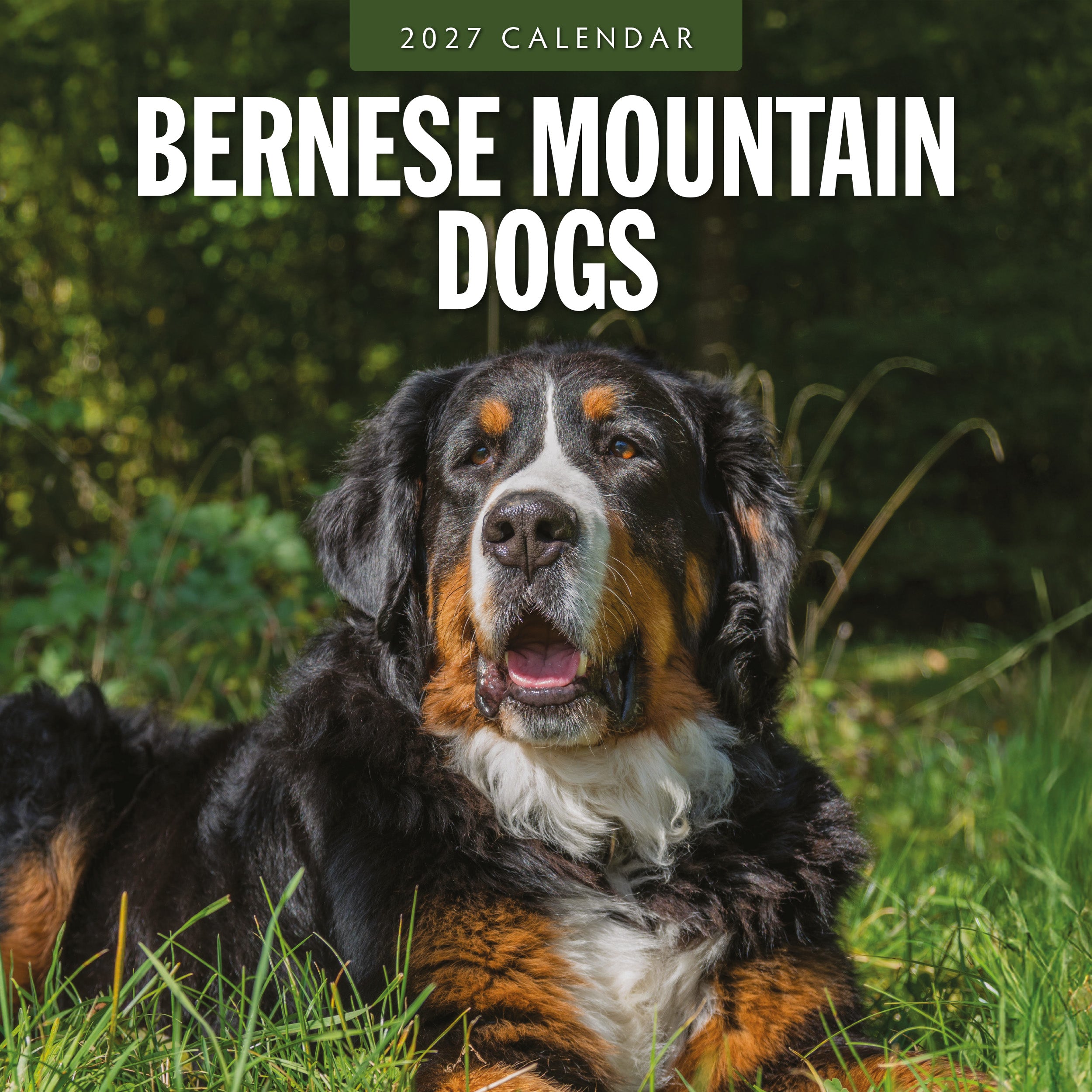2027 Bernese Mountain Dogs - Square Wall Calendar
