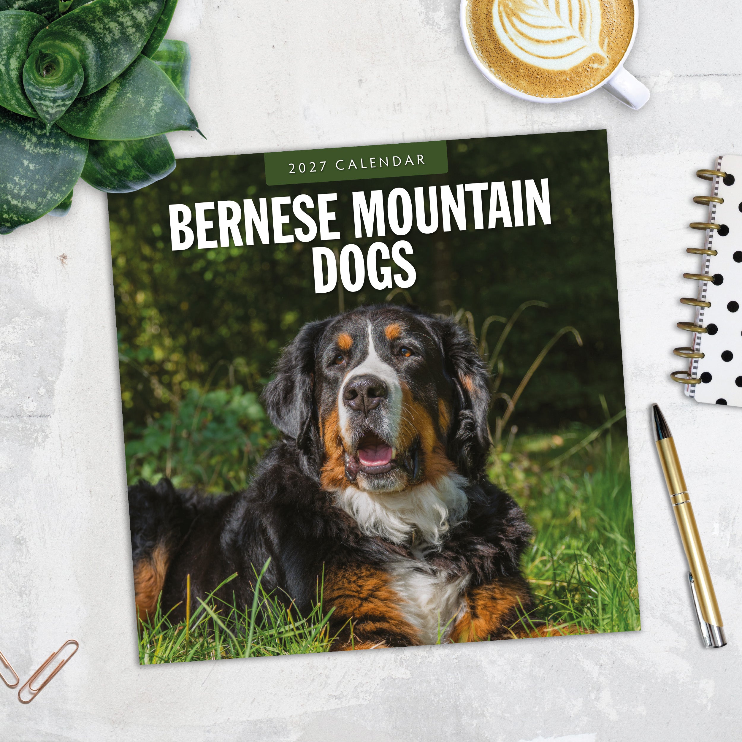 2027 Bernese Mountain Dogs - Square Wall Calendar