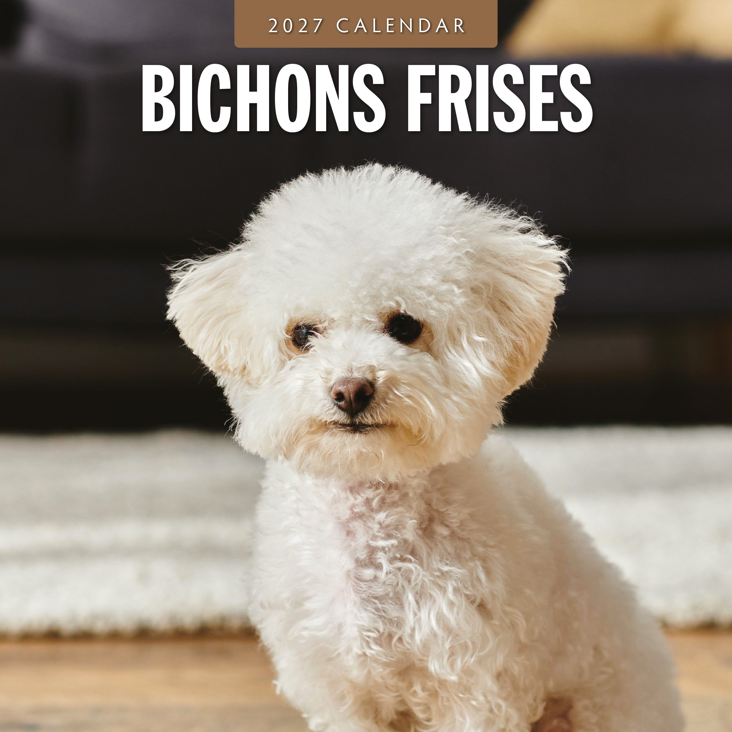 2027 Bichons Frises - Square Wall Calendar