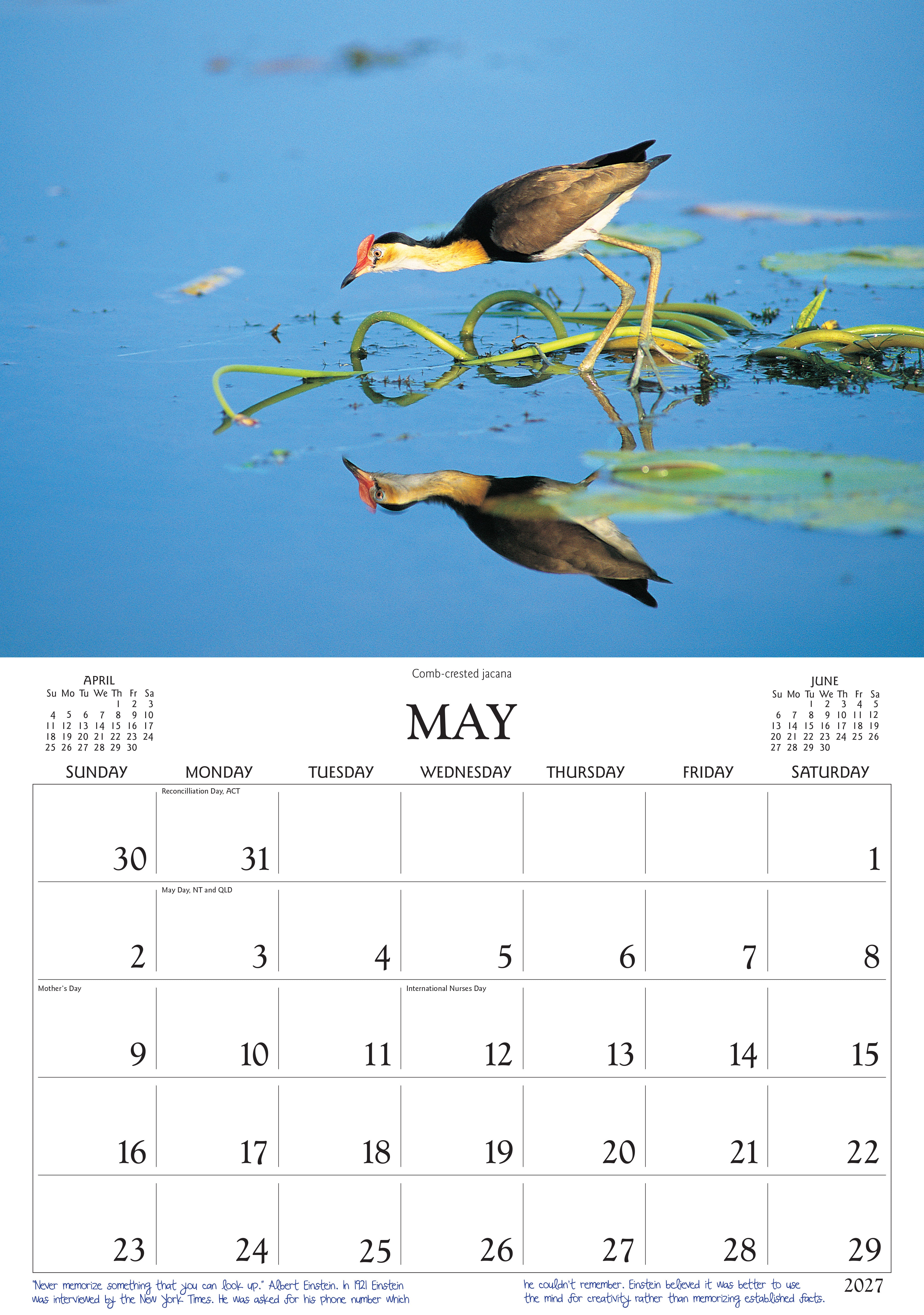 Birds_Side_9318306190273.jpg