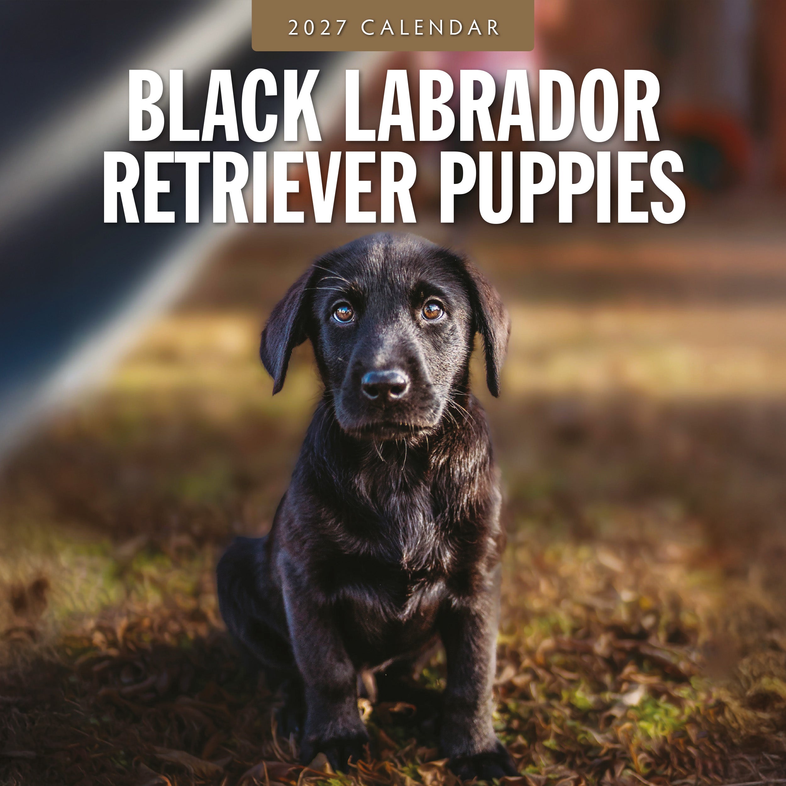 2027 Black Labrador Retriever Puppies - Square Wall Calendar