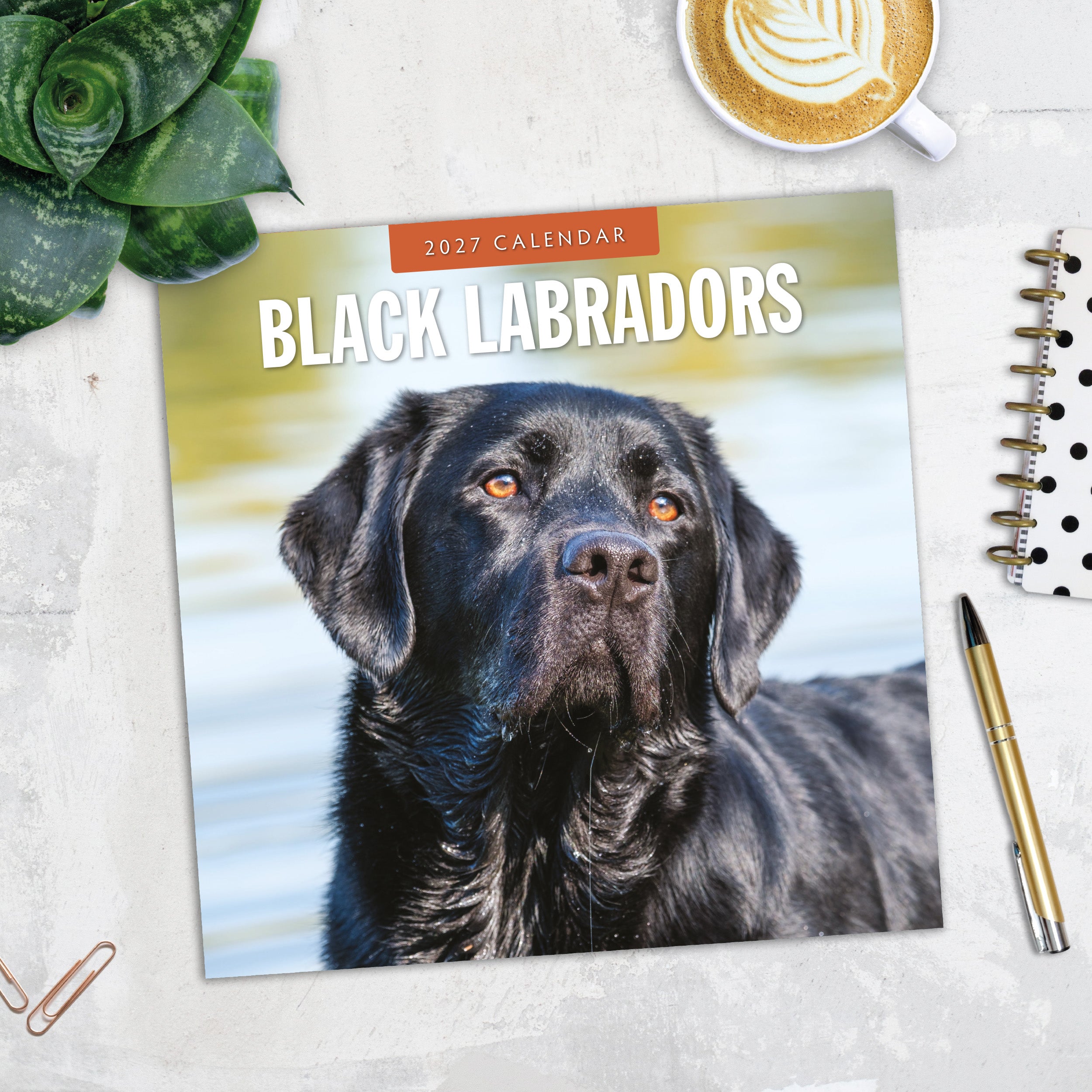 2027 Black Labradors - Square Wall Calendar