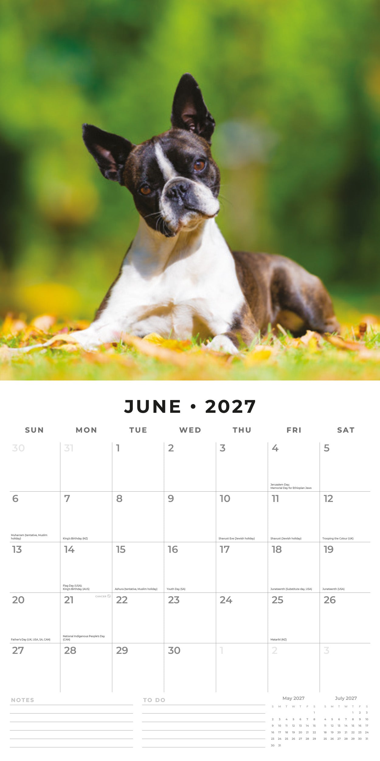 2027 Boston Terriers - Square Wall Calendar