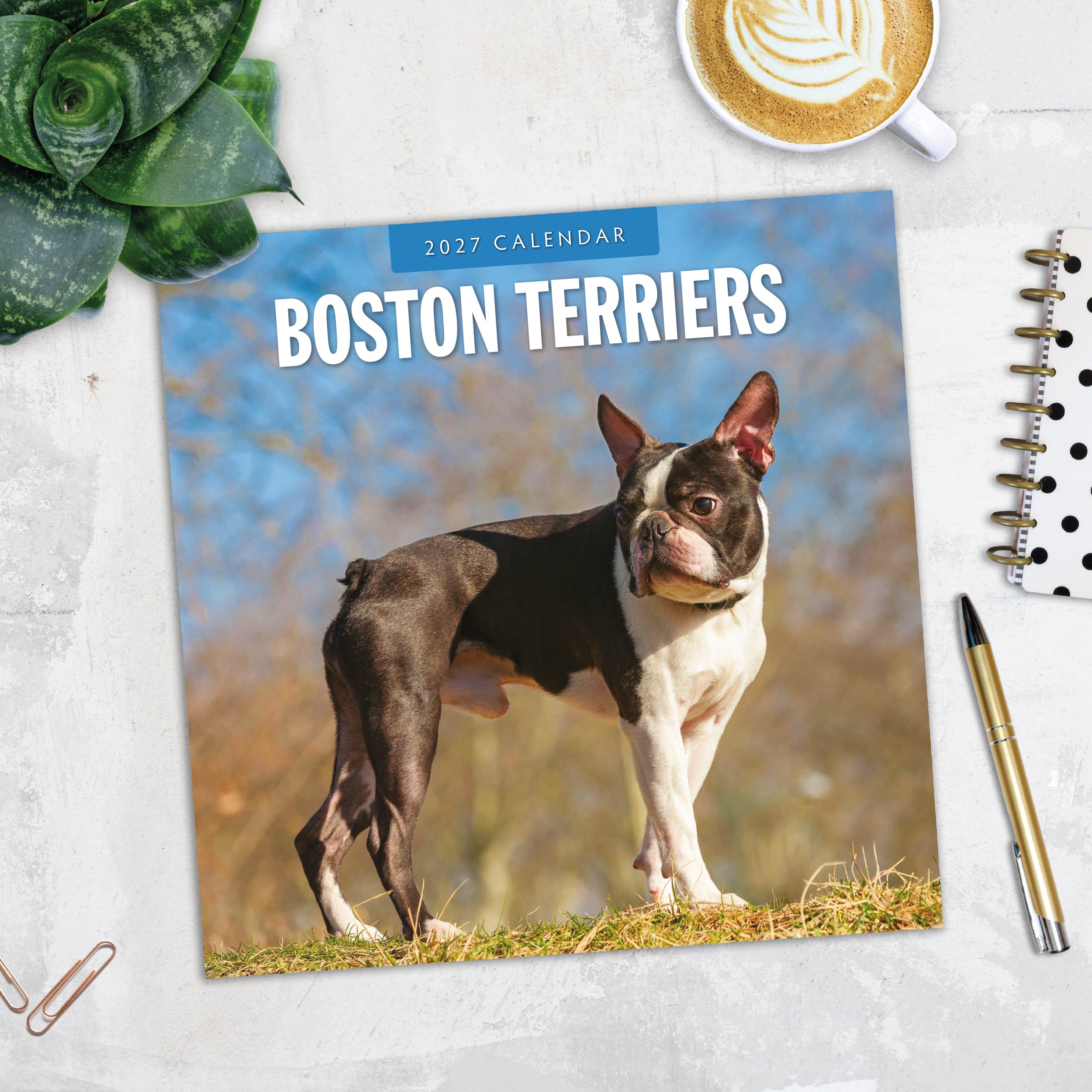 2027 Boston Terriers - Square Wall Calendar