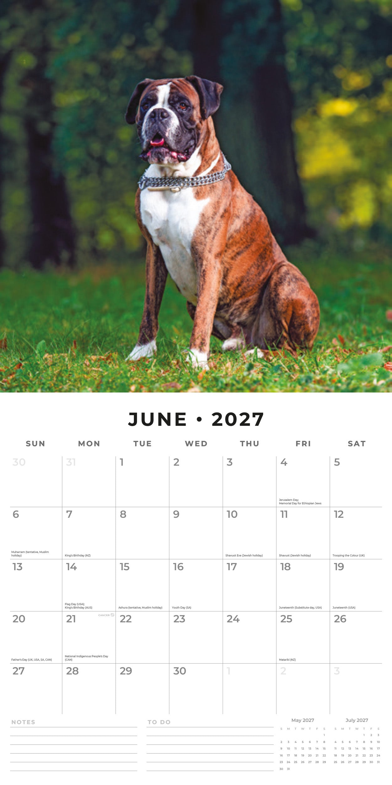 2027 Boxers - Square Wall Calendar