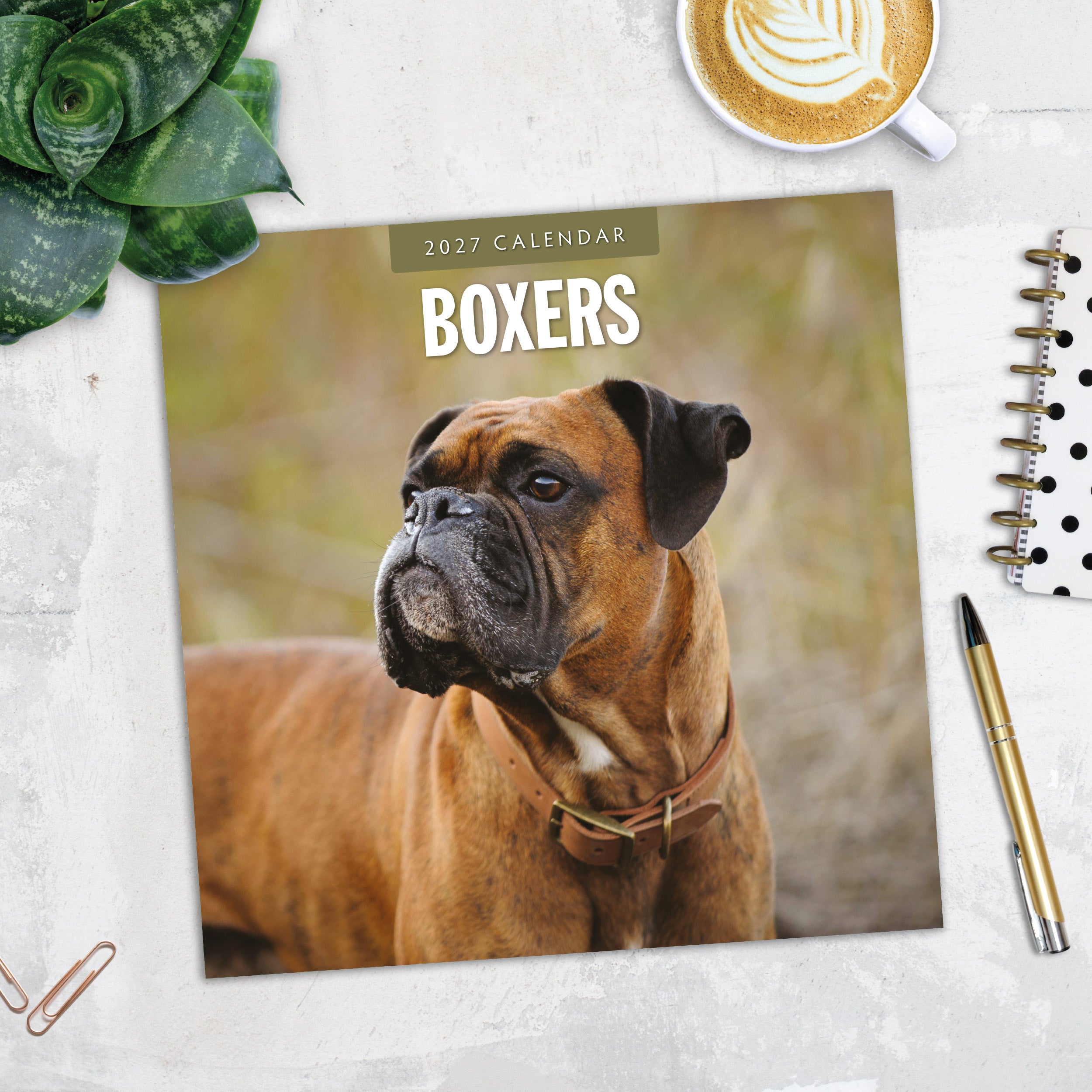 2027 Boxers - Square Wall Calendar
