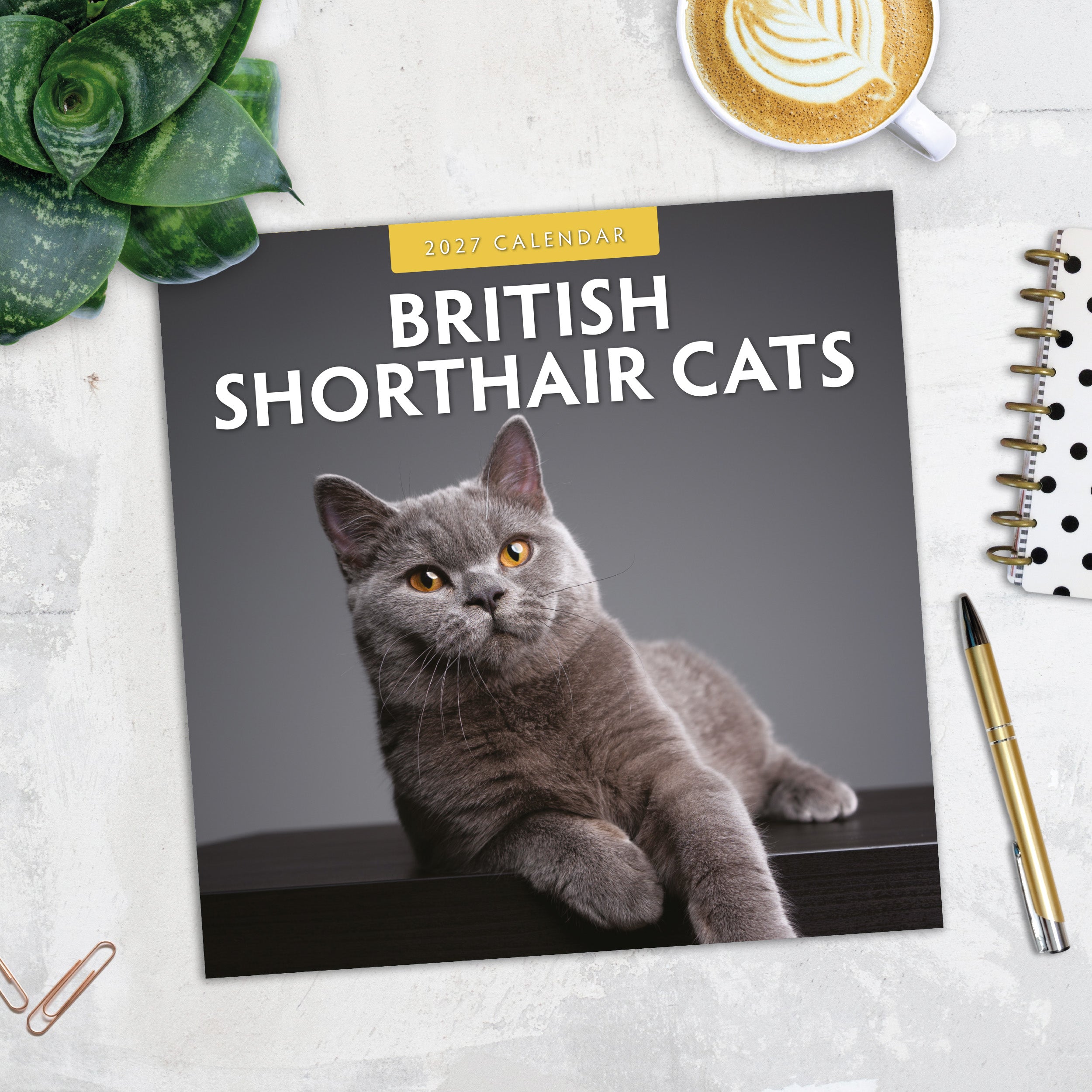 2027 British Shorthair Cats - Square Wall Calendar
