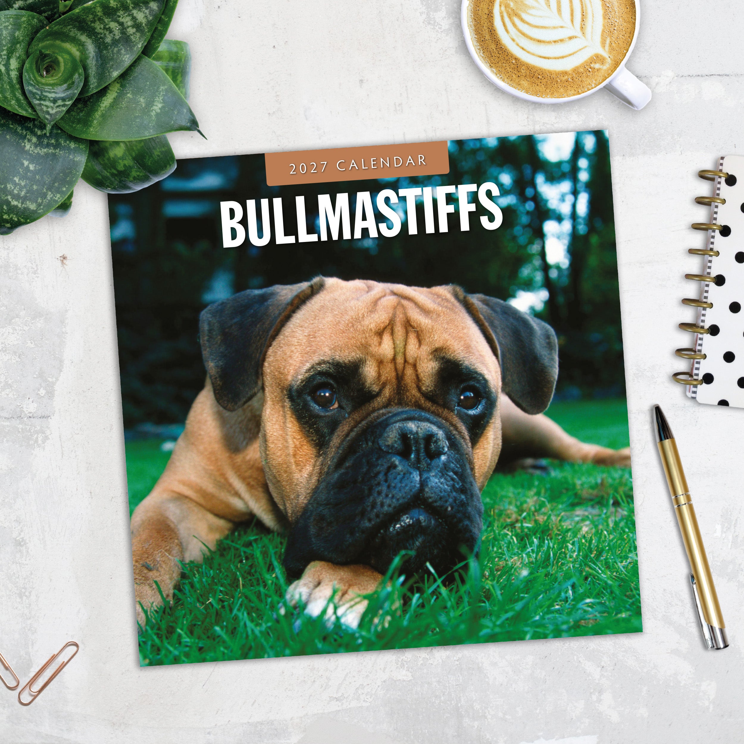 2027 Bullmastiffs - Square Wall Calendar