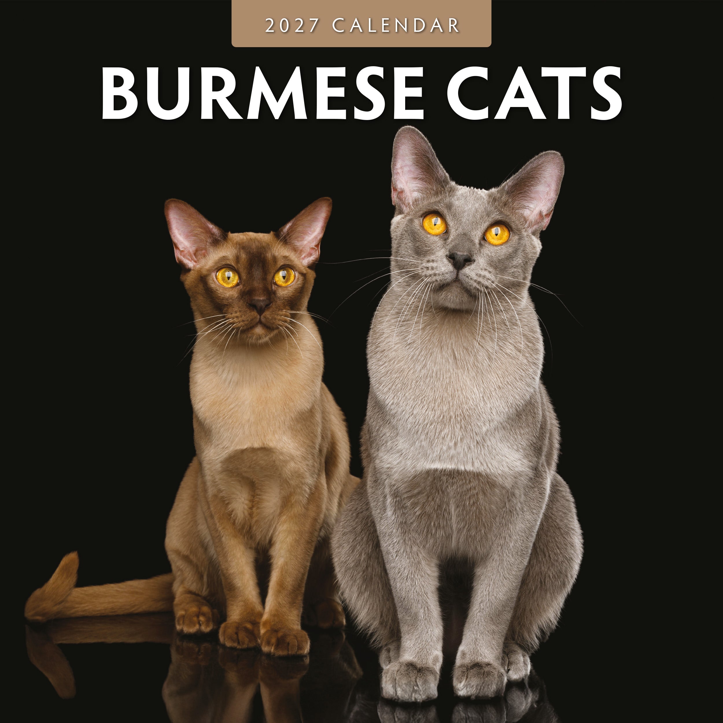 2027 Burmese Cats - Square Wall Calendar
