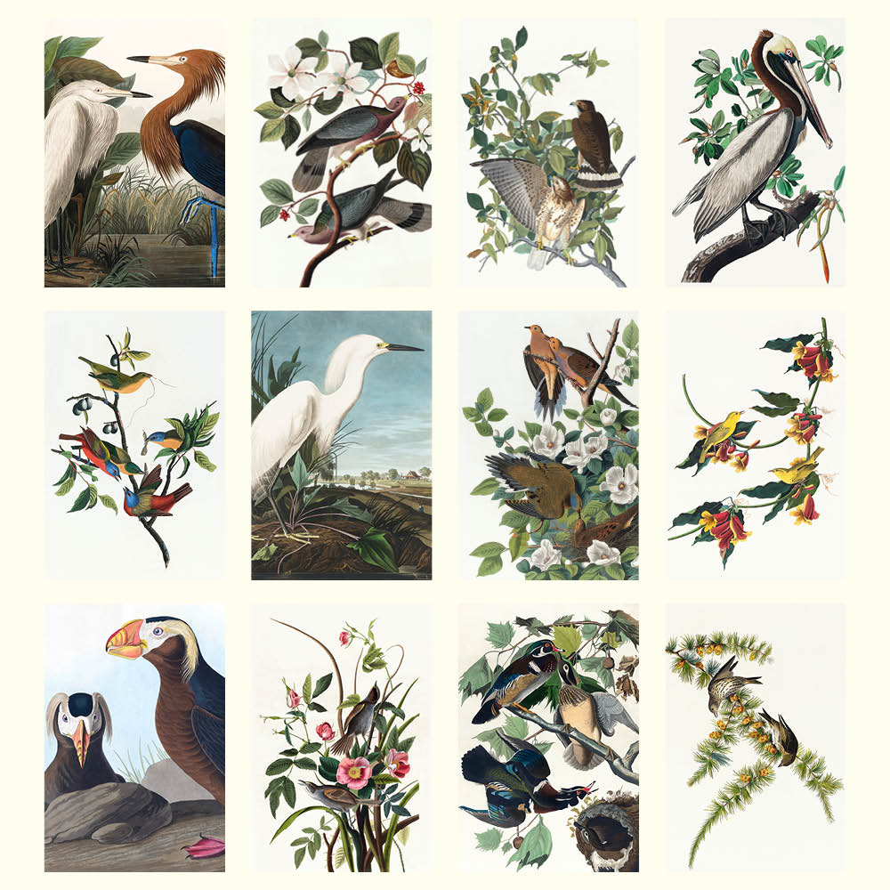 2027 Audubon's Birds - Desk Easel Calendar