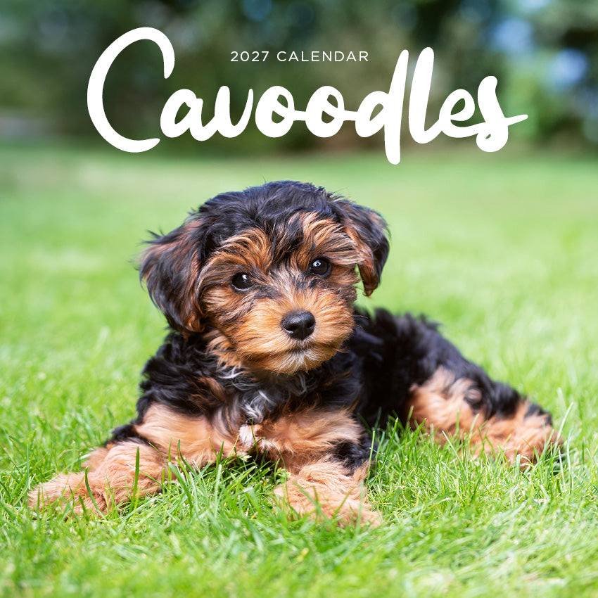 2027 Cavoodle - Square Wall Calendar