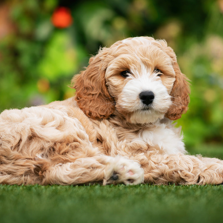 2027 Cavoodle - Square Wall Calendar