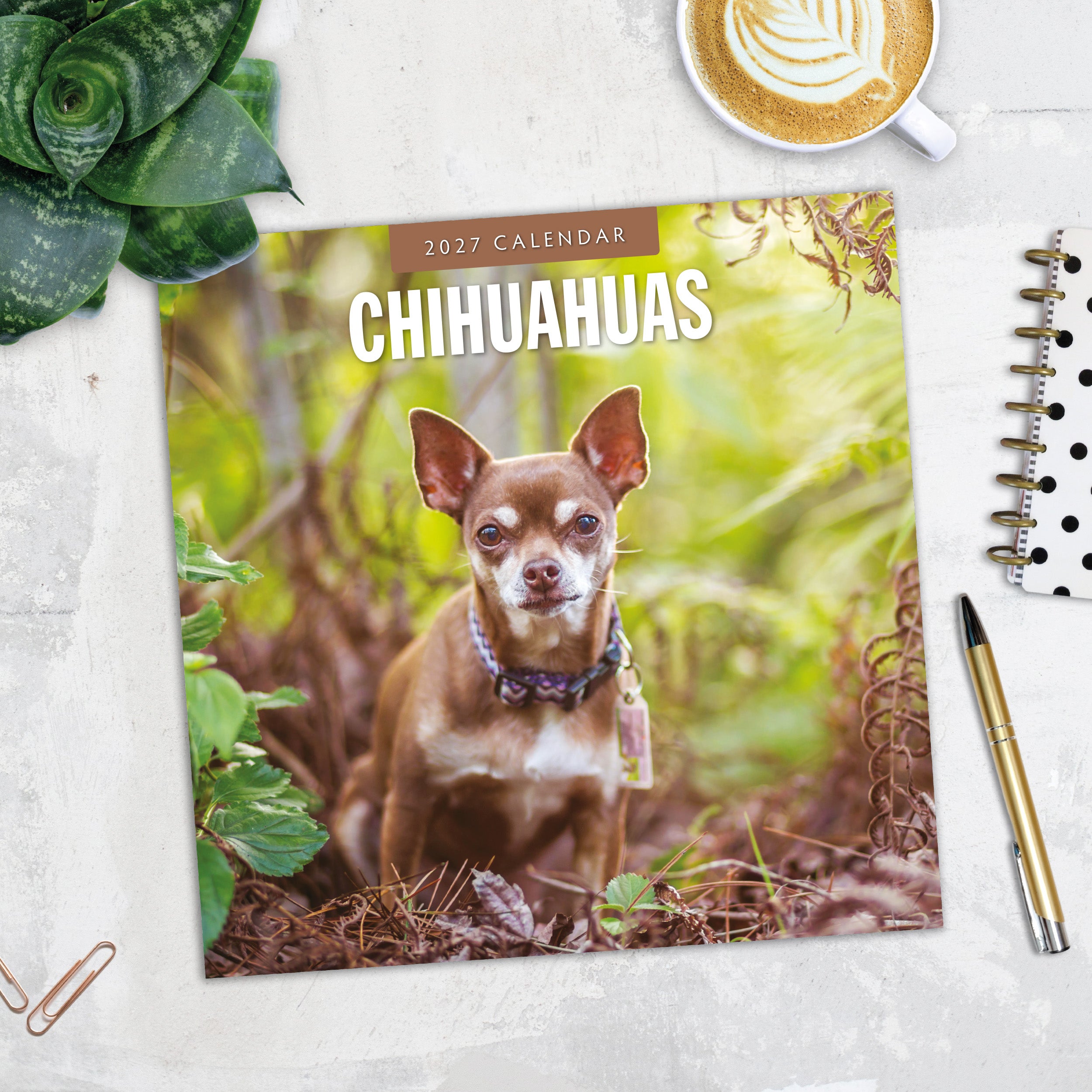 2027 Chihuahuas - Square Wall Calendar