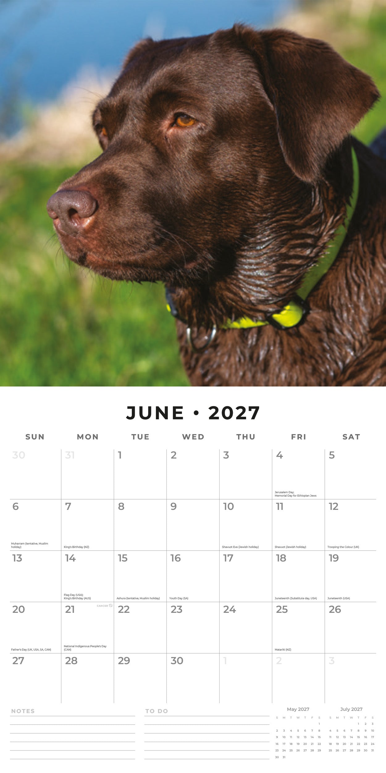 2027 Chocolate Labradors - Square Wall Calendar