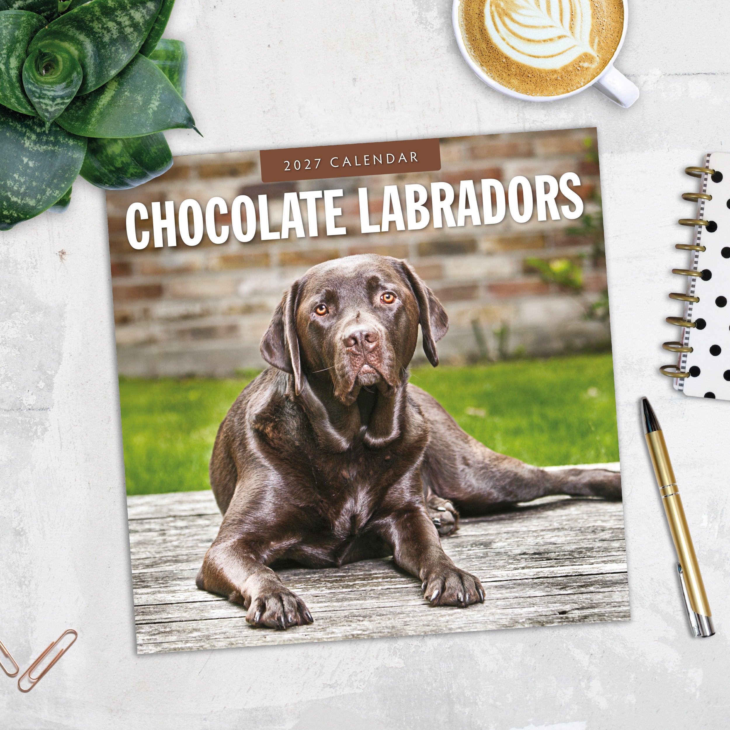 2027 Chocolate Labradors - Square Wall Calendar