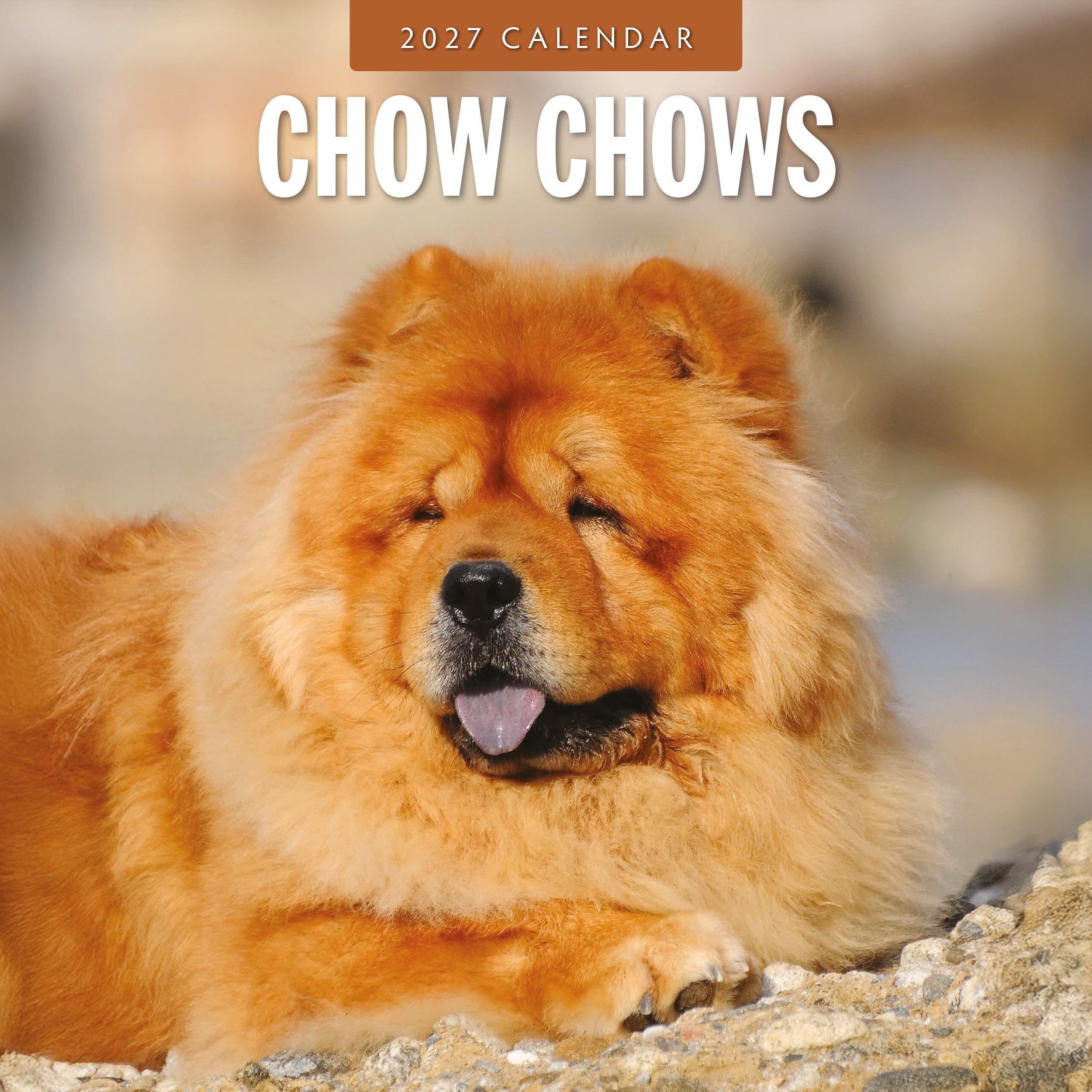 2027 Chow Chows - Square Wall Calendar
