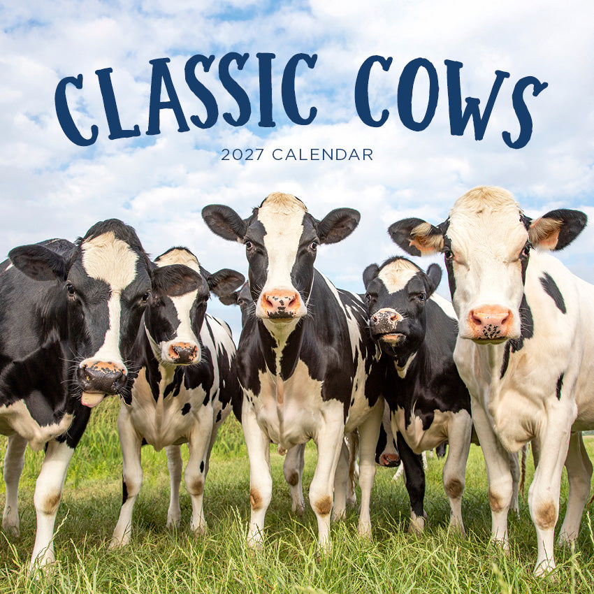 2027 Classic Cows - Square Wall Calendar
