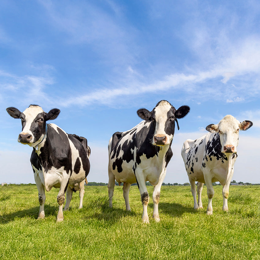 2027 Classic Cows - Square Wall Calendar