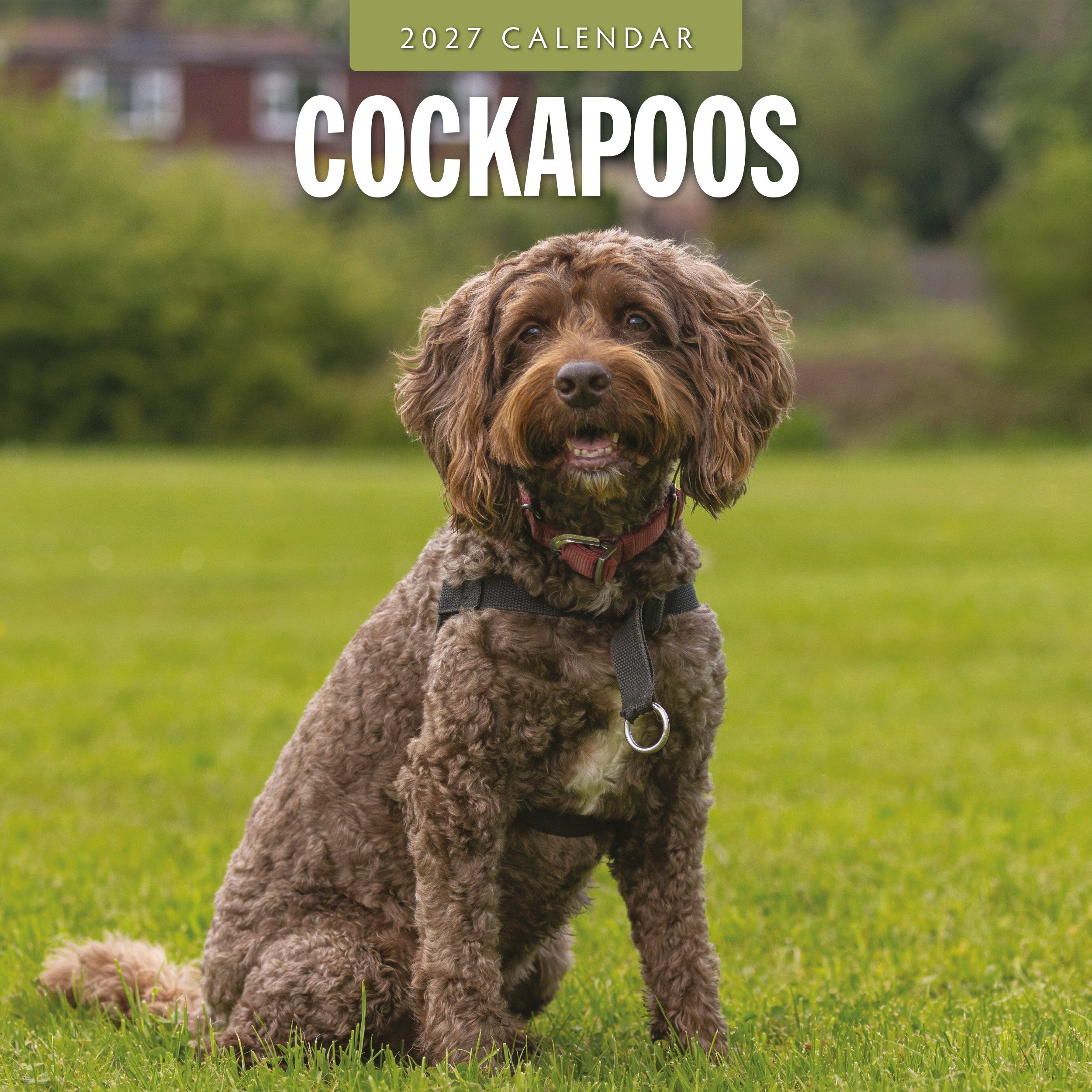 2027 Cockapoos - Square Wall Calendar