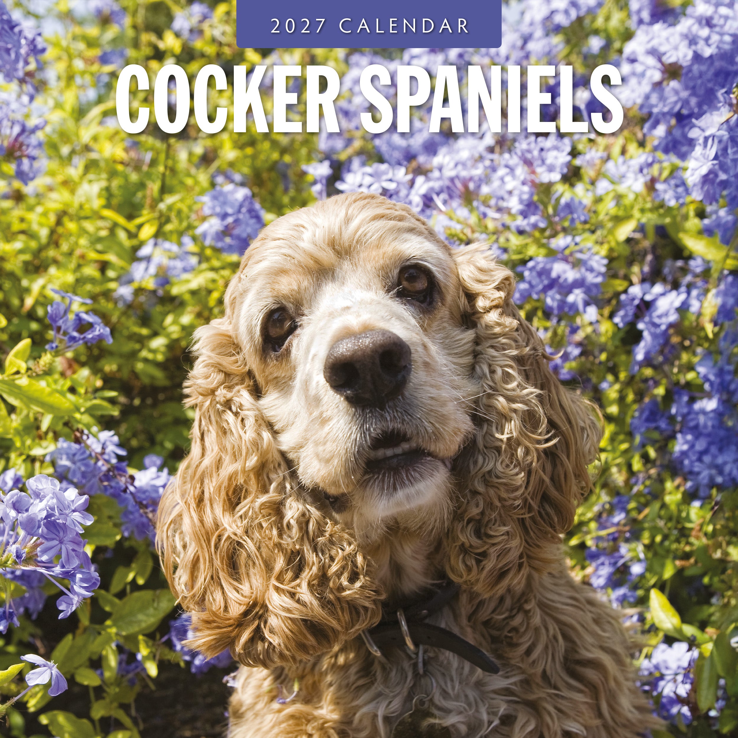 2027 Cocker Spaniels - Square Wall Calendar