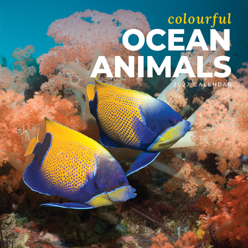 2027 Colourful Ocean Animals - Square Wall Calendar