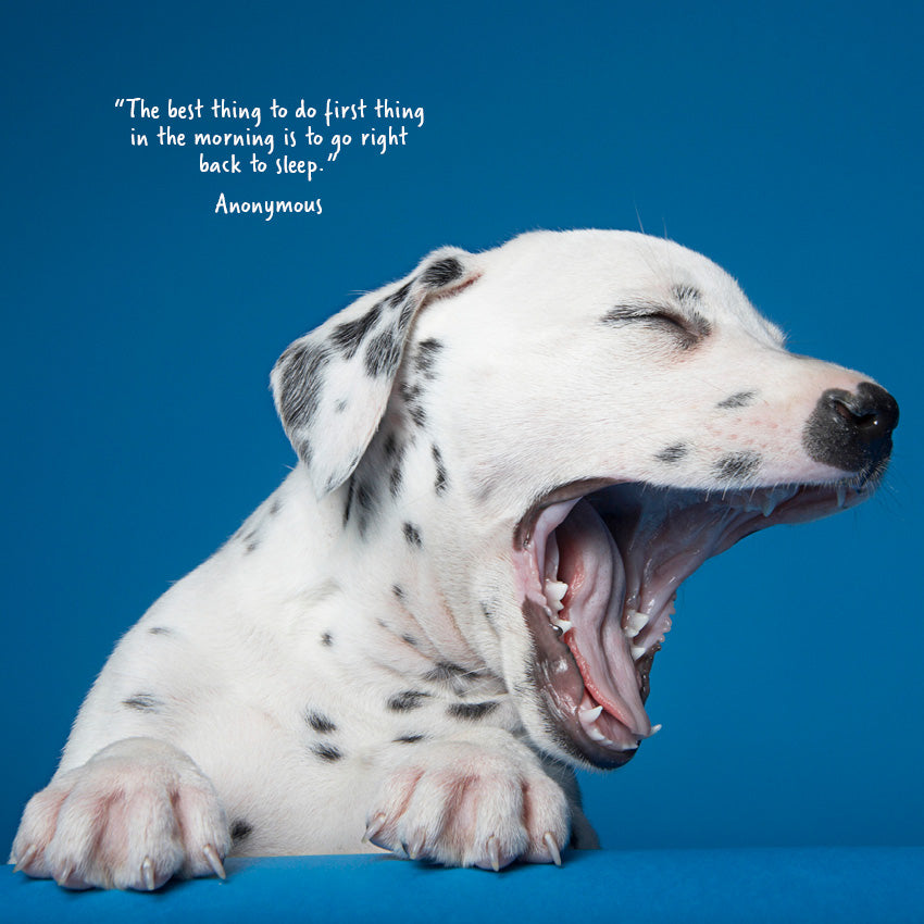 2027 Dogs Yawning - Square Wall Calendar