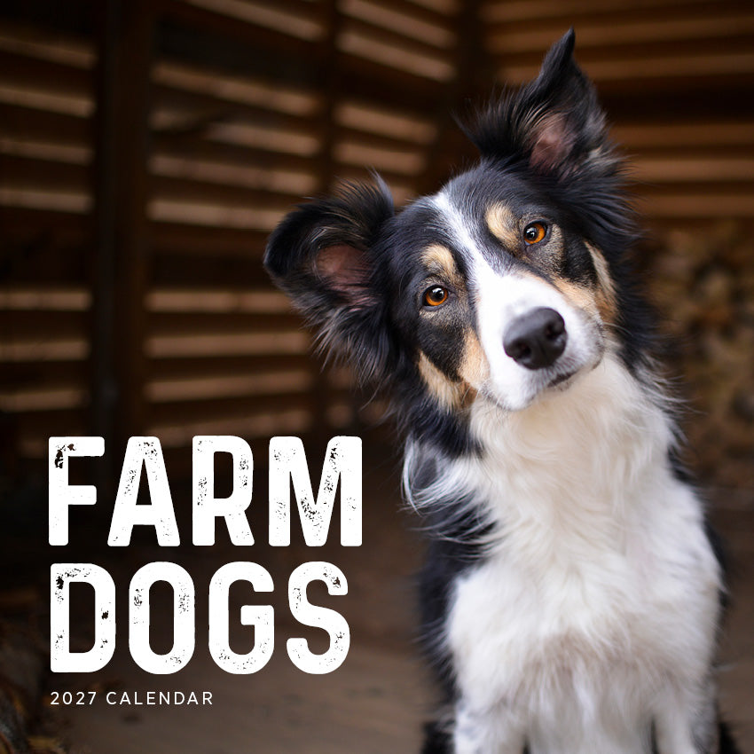 2027 Farm Dogs - Square Wall Calendar