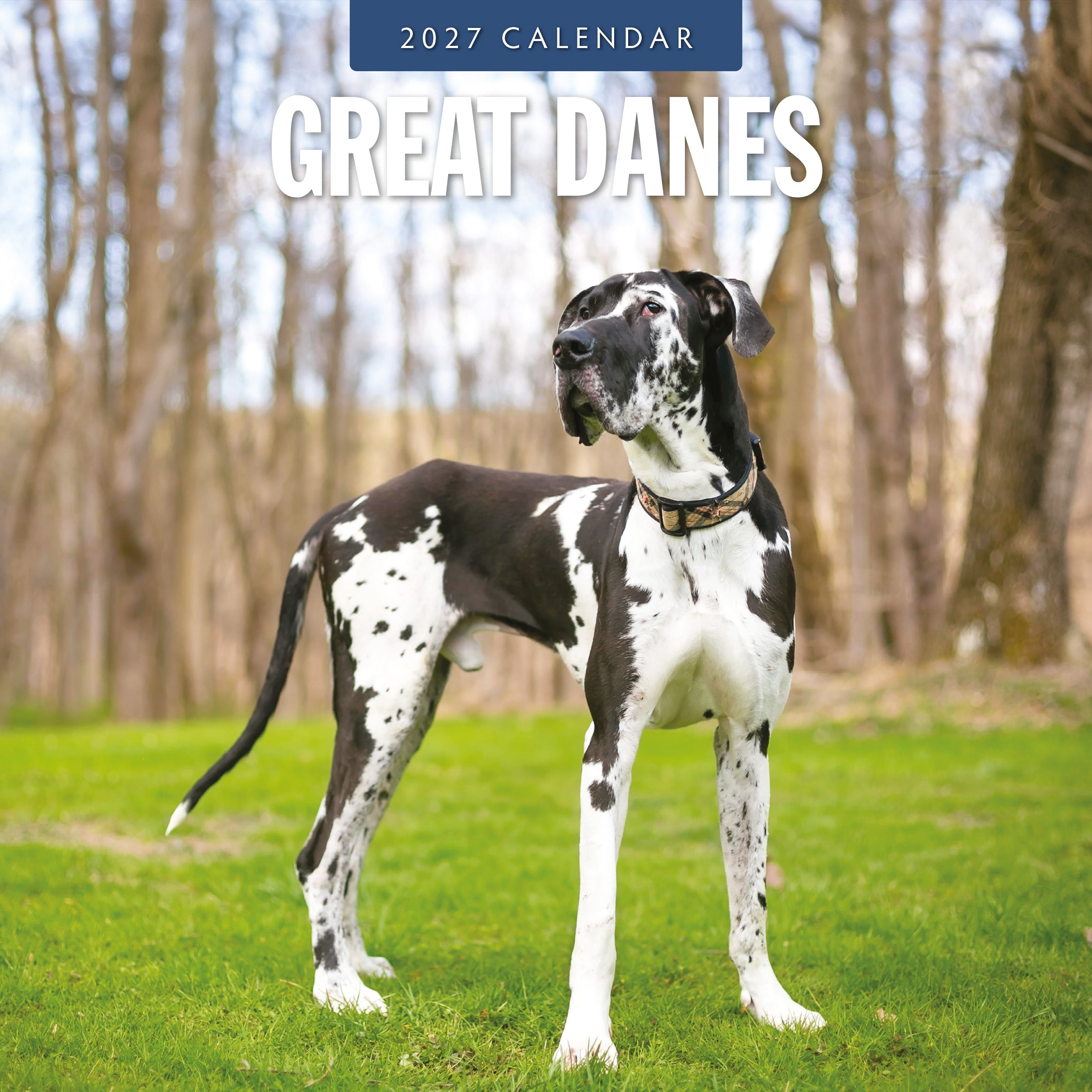2027 Great Danes - Square Wall Calendar
