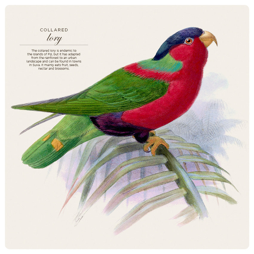 2027 Illustrated Birds - Square Wall Calendar