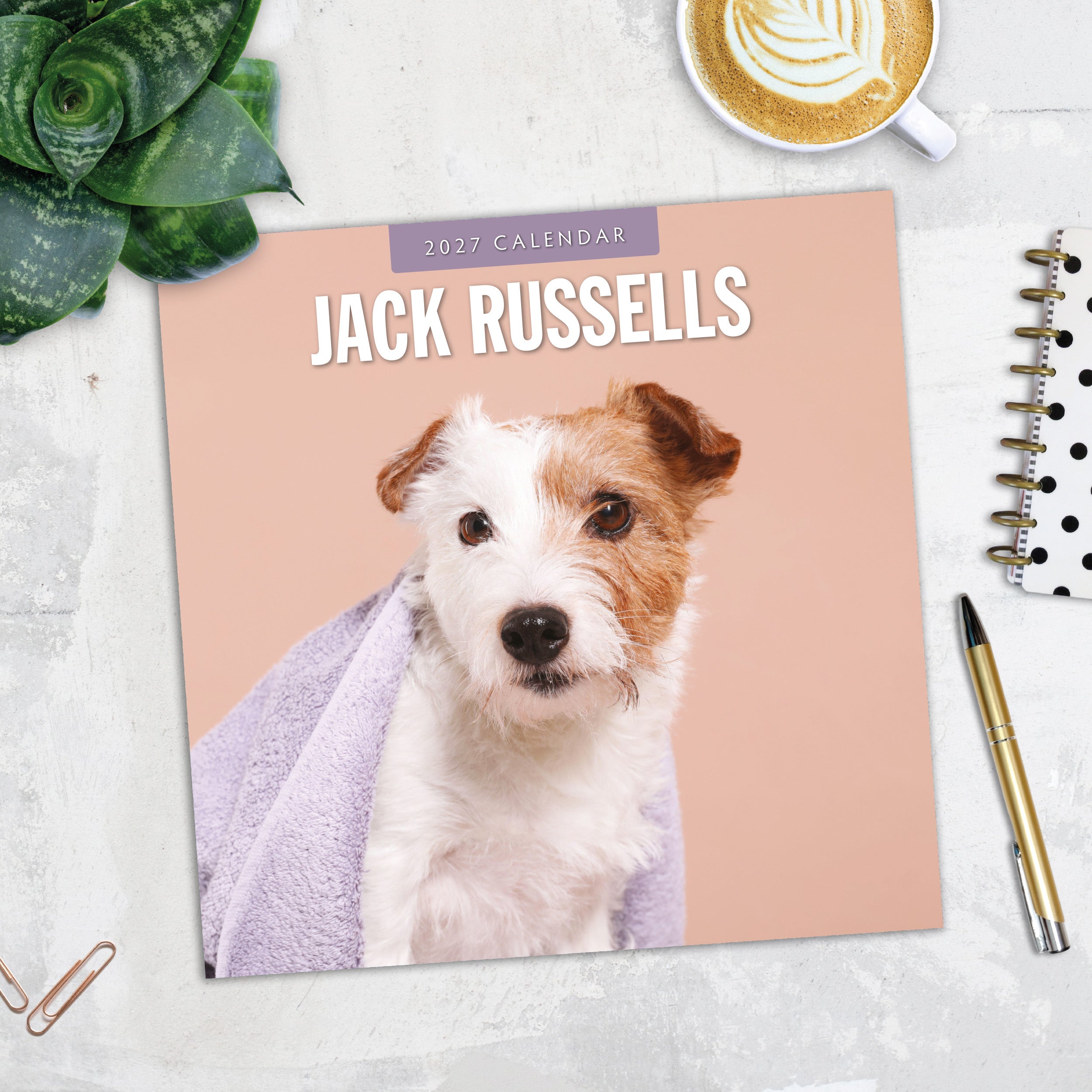 2027 Jack Russells - Square Wall Calendar