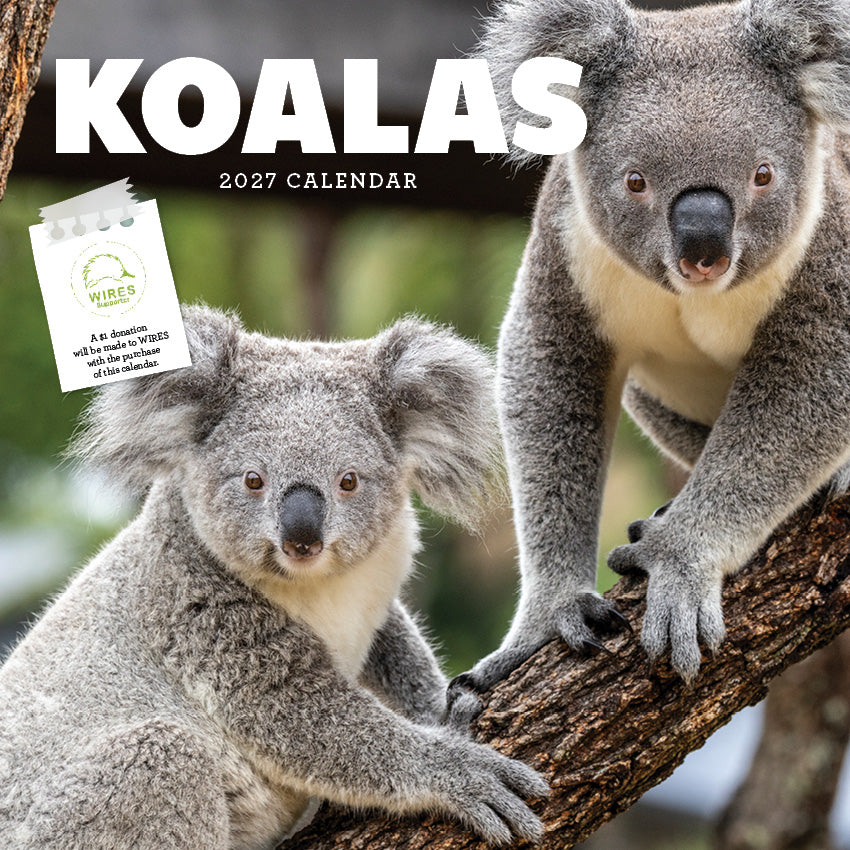 2027 Koalas - Square Wall Calendar