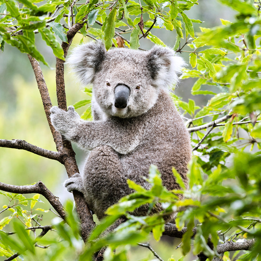 2027 Koalas - Square Wall Calendar
