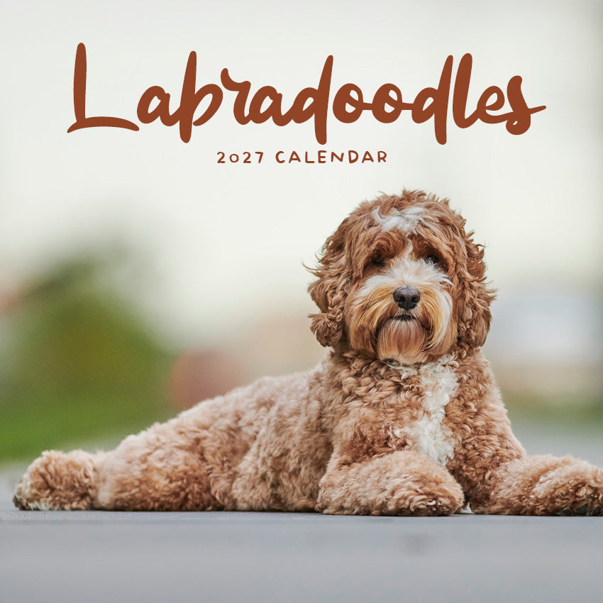 2027 Labradoodles - Square Wall Calendar