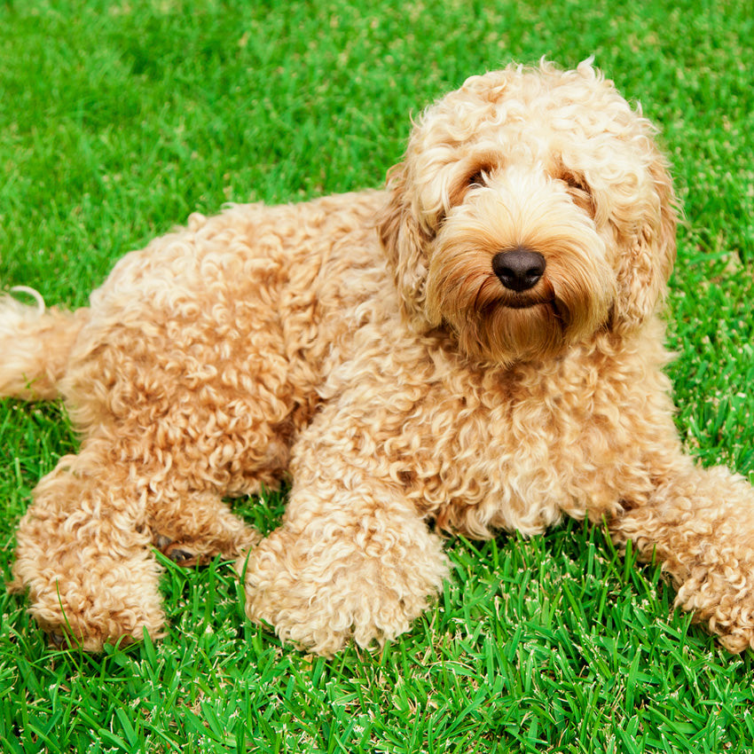 2027 Labradoodles - Square Wall Calendar