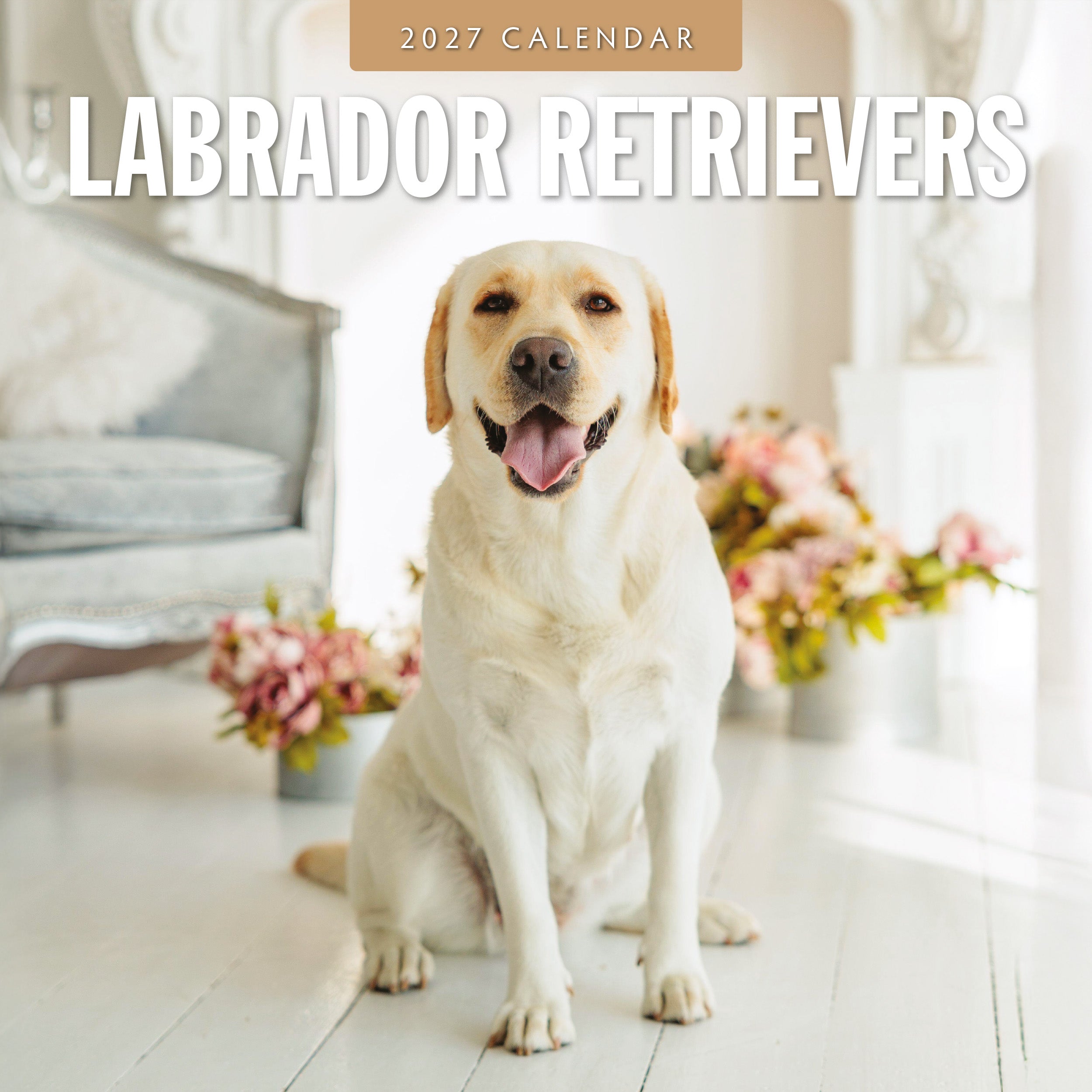 2027 Labrador Retrievers - Square Wall Calendar