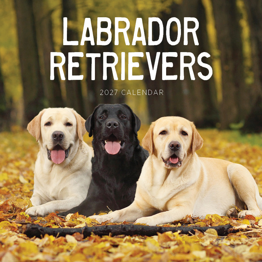 2027 Labrador Retrievers - Square Wall Calendar