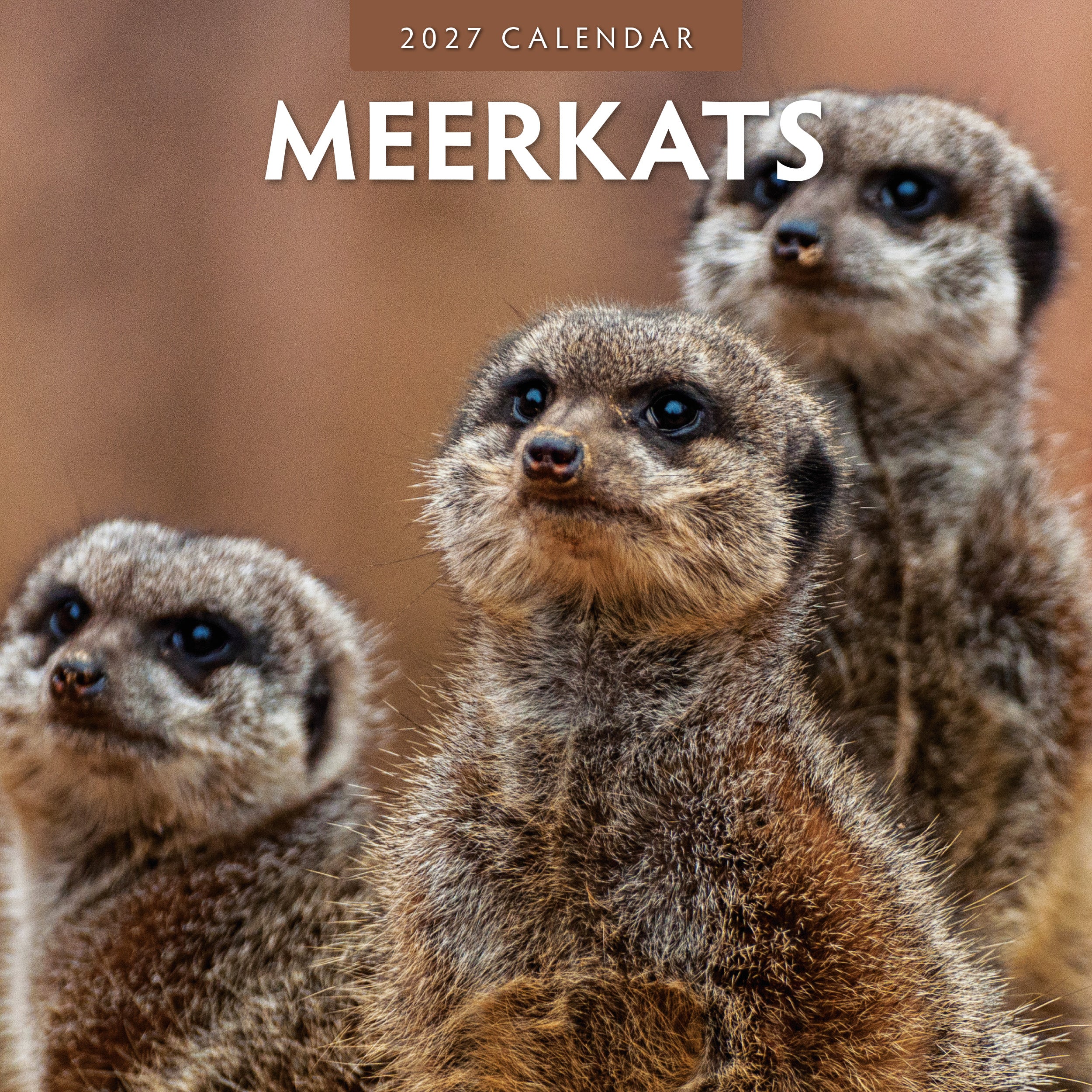 2027 Meerkats - Square Wall Calendar