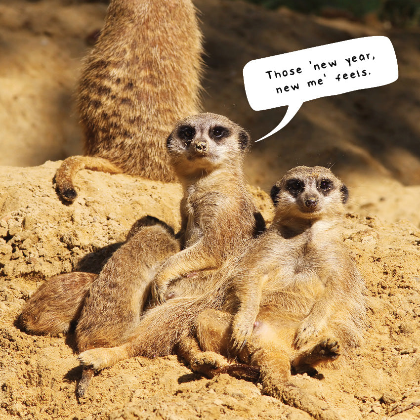 2027 Meerkats - Square Wall Calendar