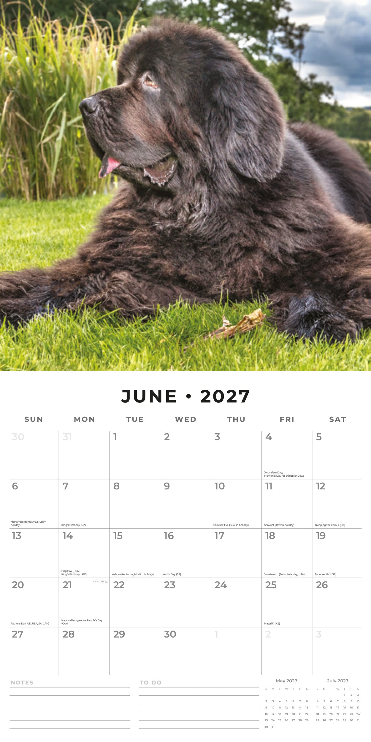 2027 Newfoundlands - Square Wall Calendar