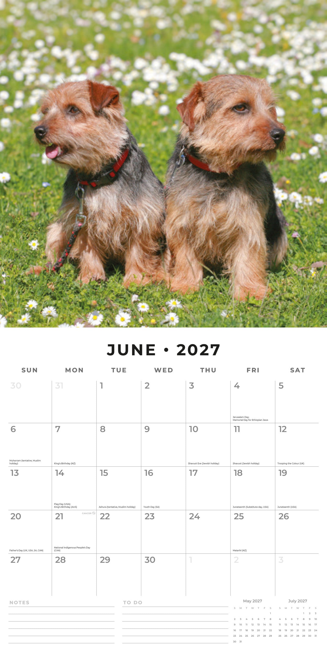 2027 Norwich & Norfolk Terriers - Square Wall Calendar