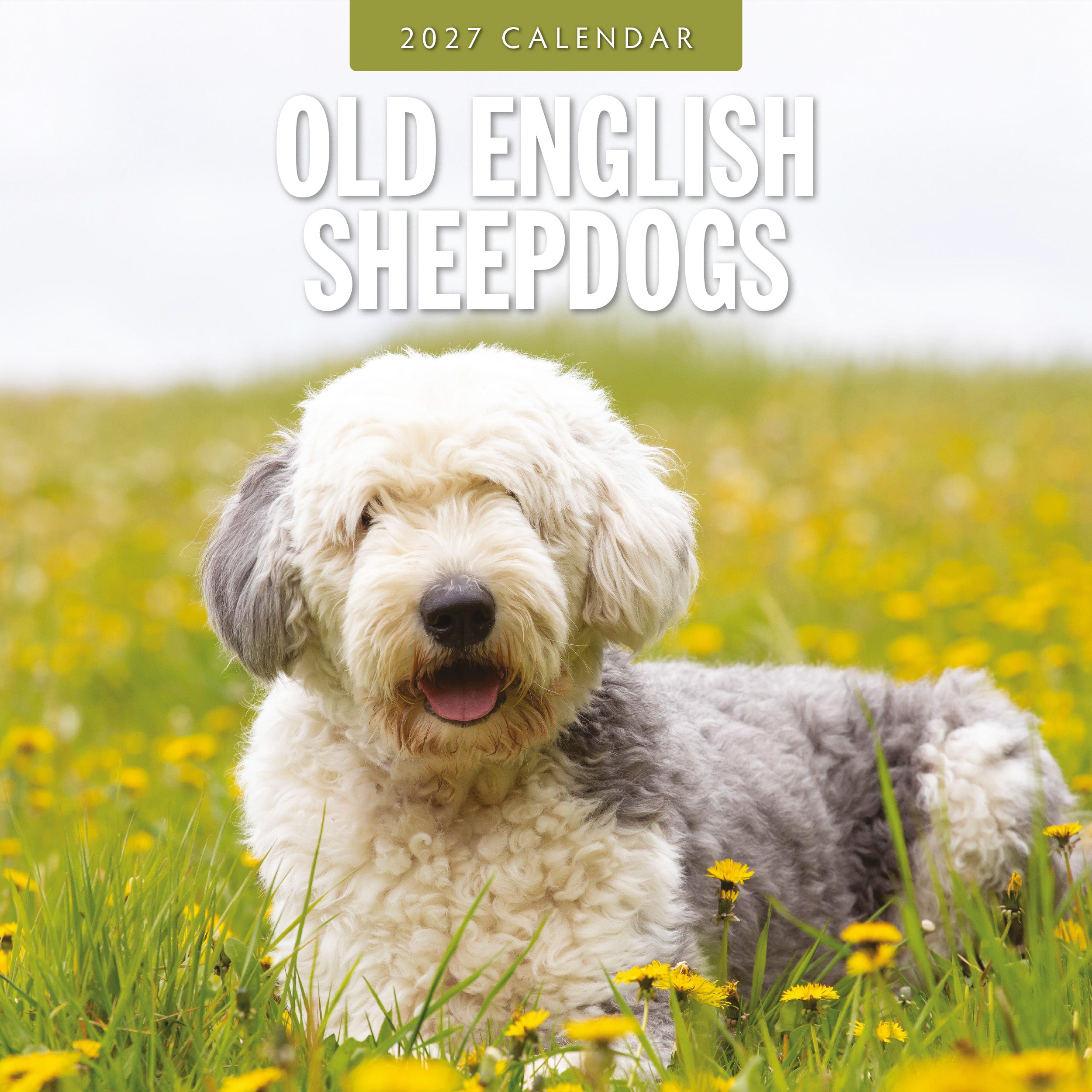 2027 Old English Sheepdogs - Square Wall Calendar