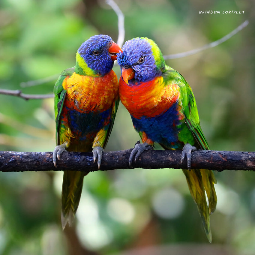 2027 Our Australia Exotic Birds - Square Wall Calendar