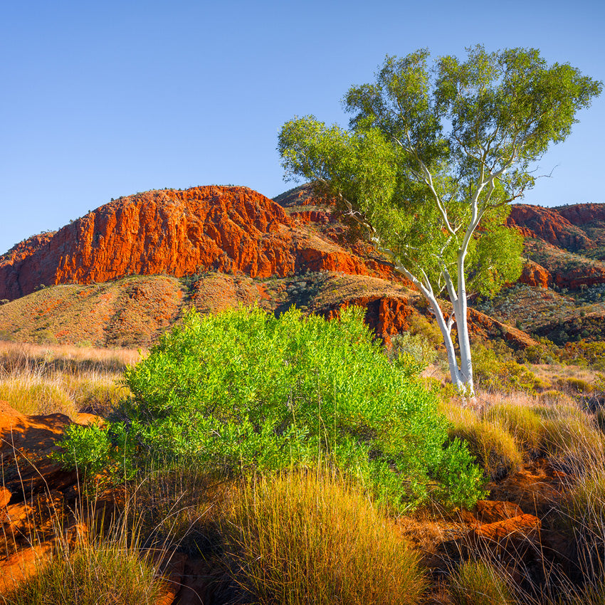 2027 Our Australia Outback - Square Wall Calendar