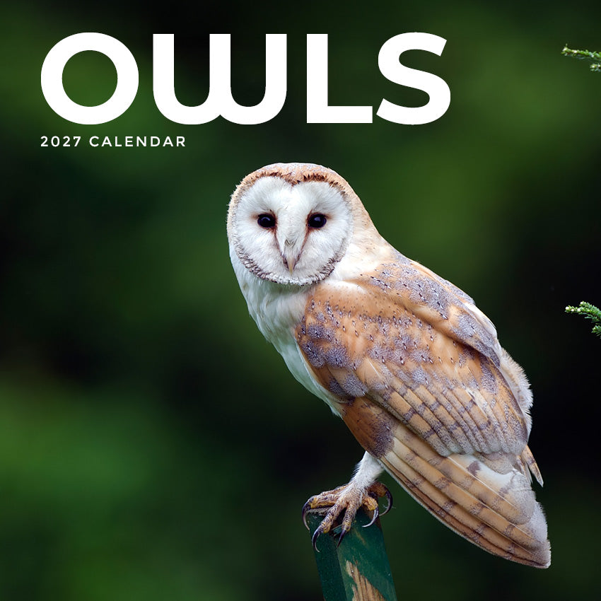 2027 Owls - Square Wall Calendar