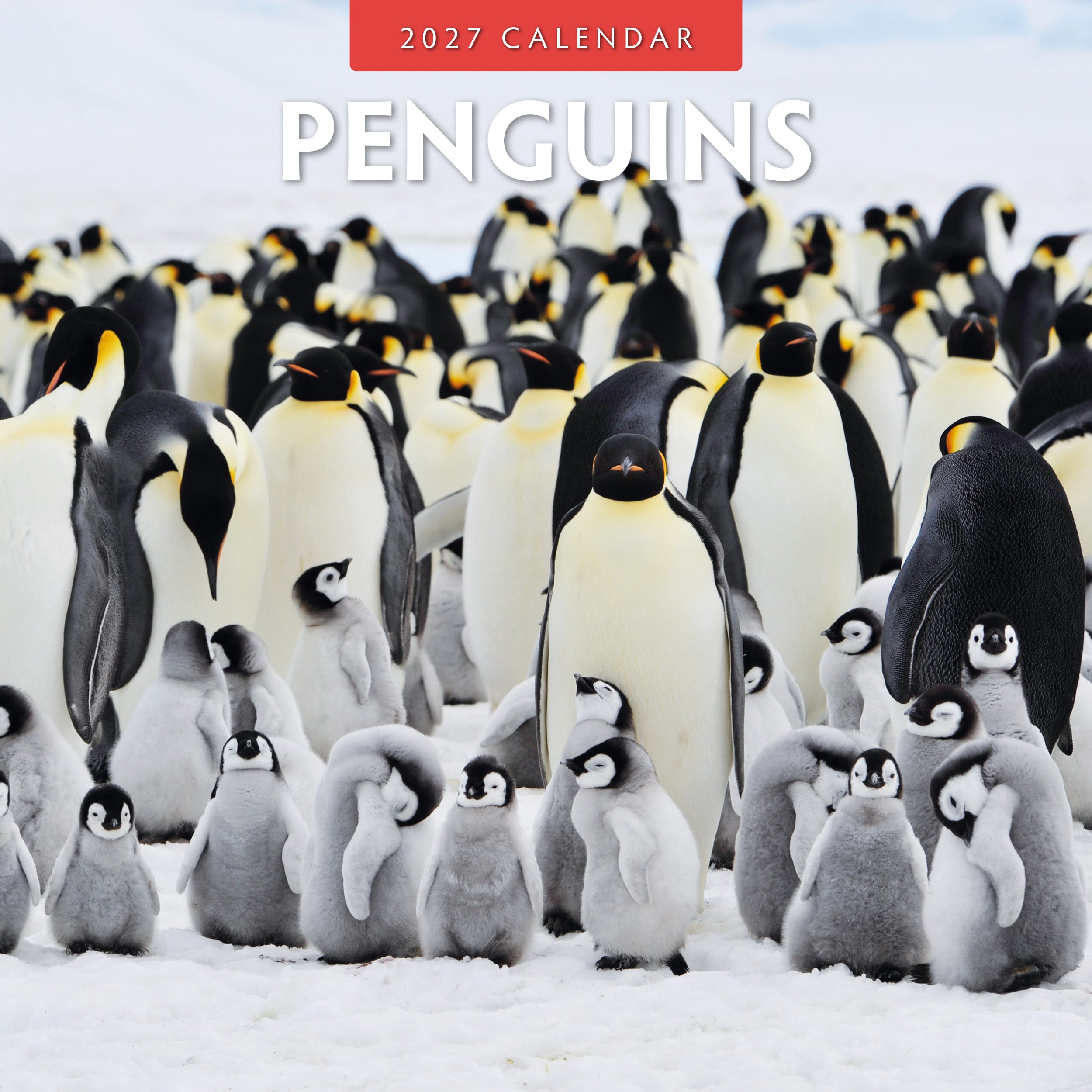 アナペンギン 2027 Penguins - Square Wall Calendar