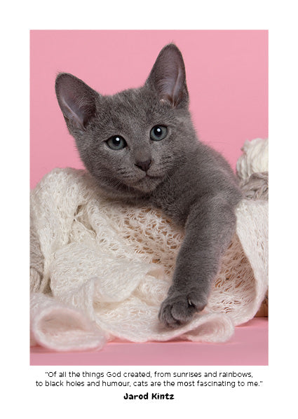 2027 Cute Kittens - Weekly Diary/Planner